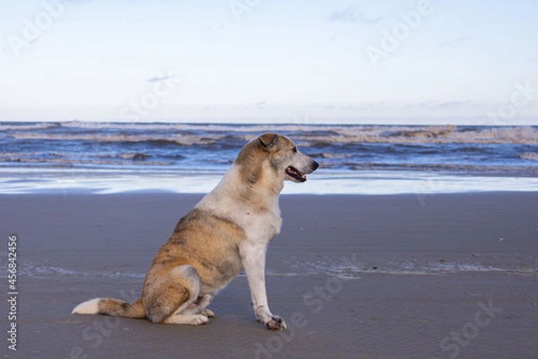 Obraz cachorro na praia