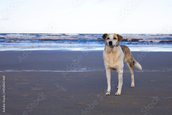 Obraz cachorro na praia