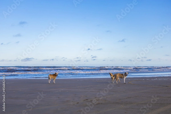 Obraz cachorro na praia