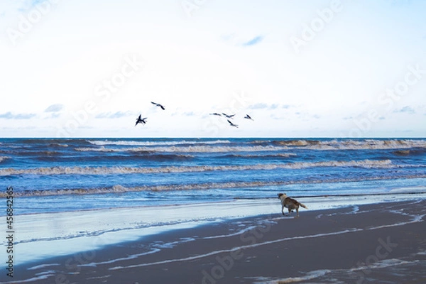 Obraz pássaros  e cão