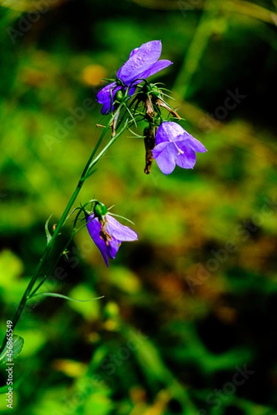 Obraz Fleur d’été 