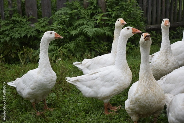 Fototapeta flock of geese on the lawn near the house