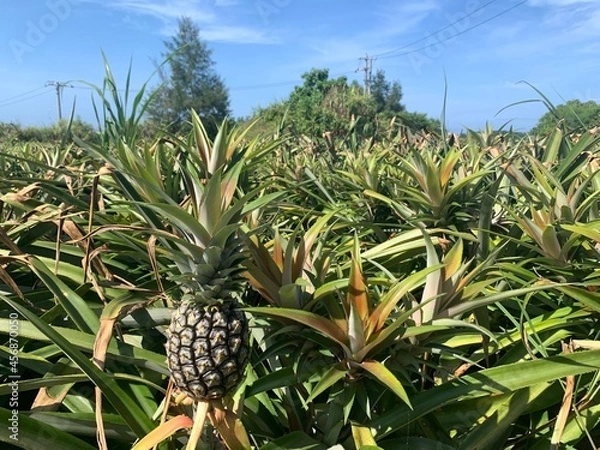 Fototapeta 西表島 パイナップル畑 西表石垣国立公園 八重山諸島 沖縄県