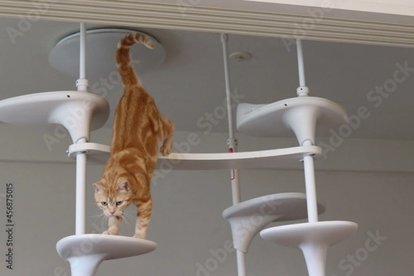Obraz キャットタワーから降りる猫。