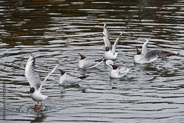 Obraz seagulls on the water