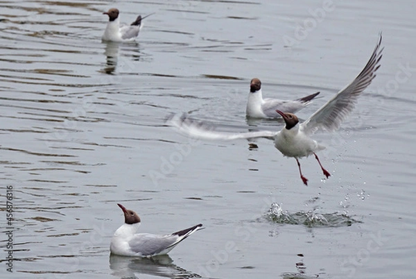 Obraz seagull in flight