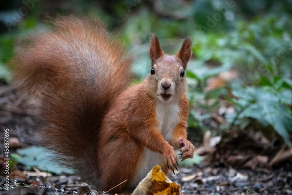 Fototapeta Surprised squirrel