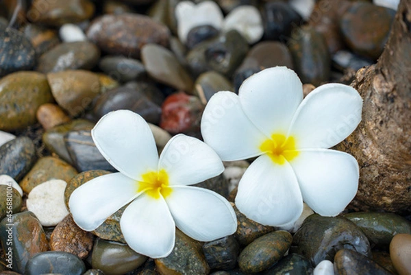 Fototapeta Plumeria white flower and beach background. pagoda on rock beach, Summer concept .