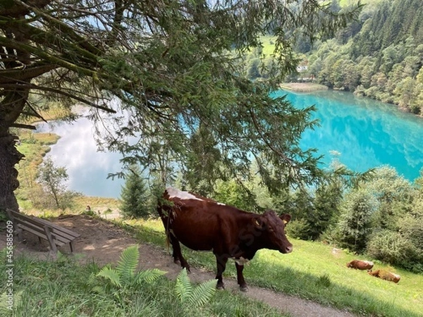 Obraz cows in the mountains