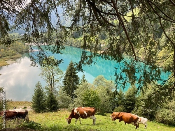 Obraz cows in a field