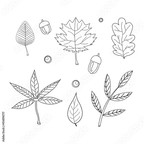 Obraz line Art set of black outline autumn leaves on a white background, maple, oak, acorns, rowan berries.