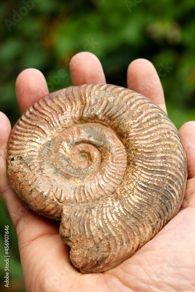 Obraz Ammonite fossil.