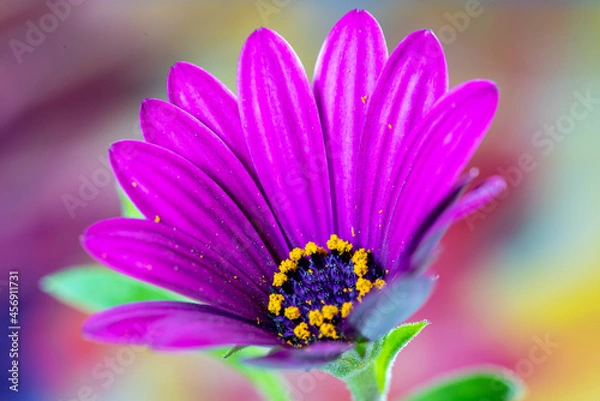 Obraz Purple Daisy