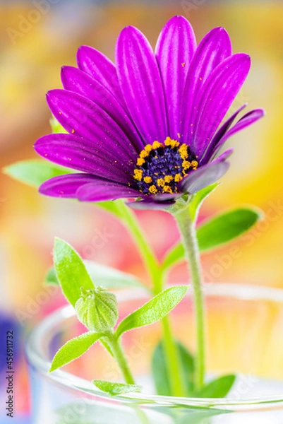 Obraz Purple Daisy