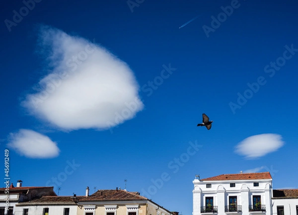 Obraz Dove and Airplane