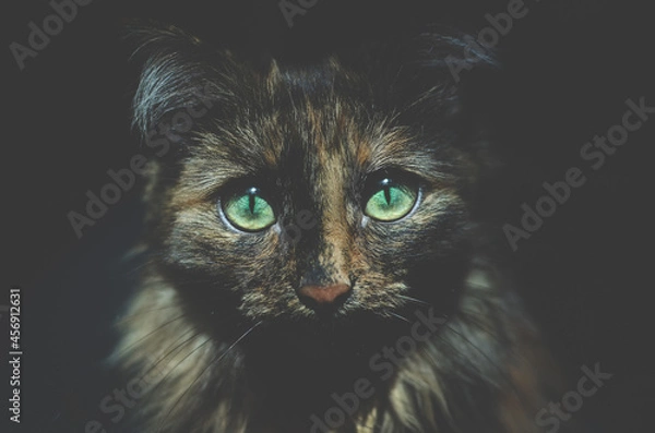 Obraz black cat portrait
