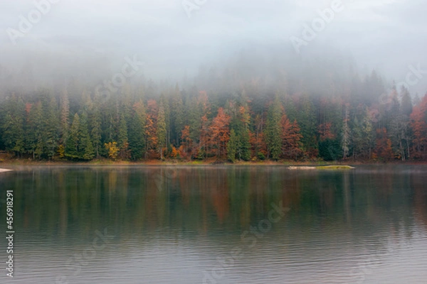 Fototapeta synevyr lake on a foggy morning. beautiful nature scenery of national park in autumn. mysterious atmosphere and cloudy sky. trees in colorful foliage reflecting in the water