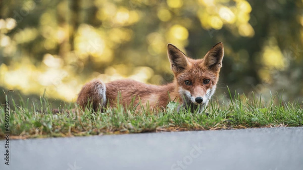 Fototapeta calm Red fox laying down in the woods 