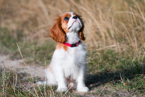 Obraz Education d'un chiot