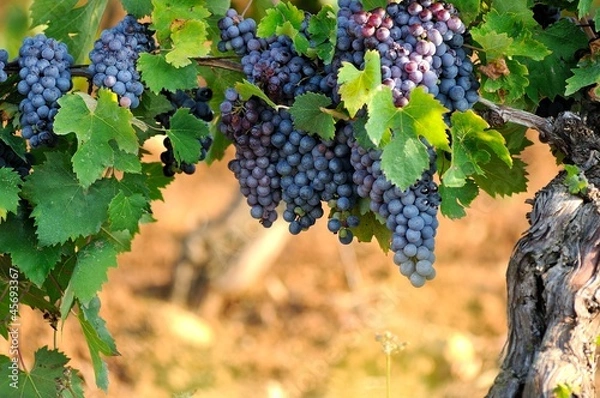 Fototapeta Grapes