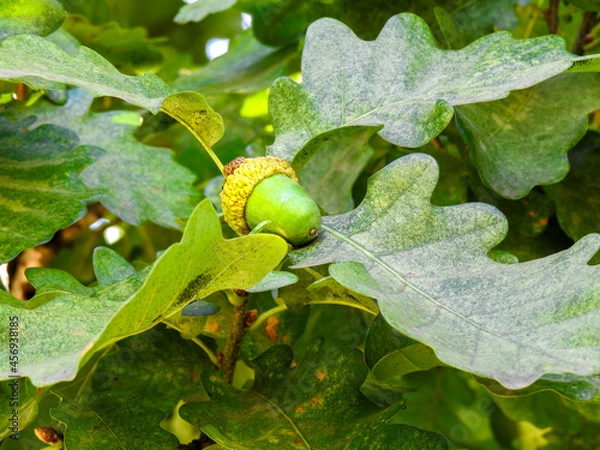 Obraz oak leaf and acorn