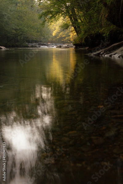 Obraz river in the woods