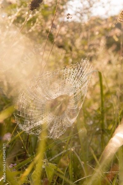 Obraz spider web in the dew