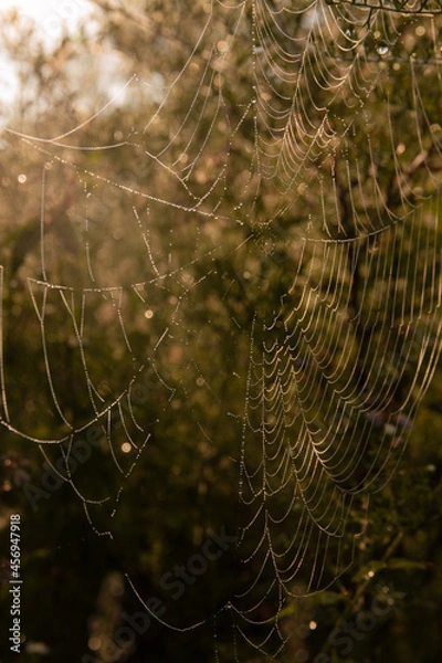 Obraz spider web with dew drops
