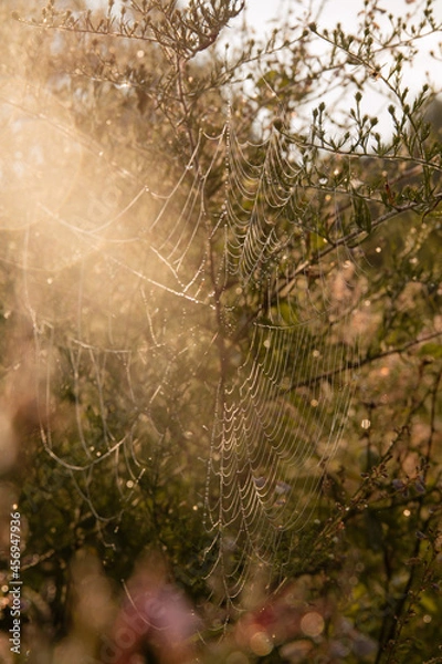 Obraz spider web in the dew
