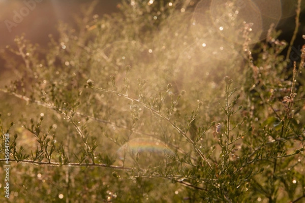 Obraz dew on the grass