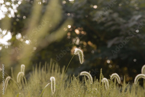 Obraz grass and flowers