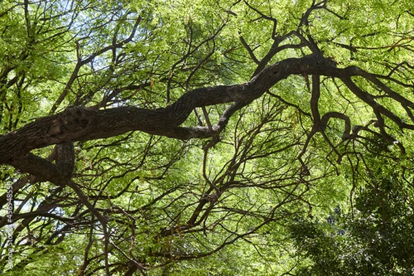 Fototapeta Buenos Aires
