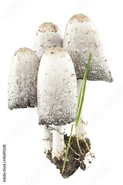 Obraz Coprinus comatus