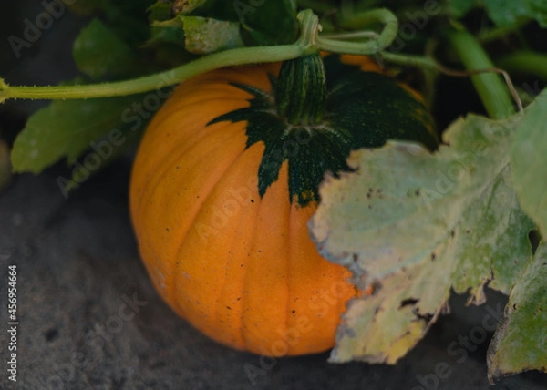 Fototapeta pumpkin