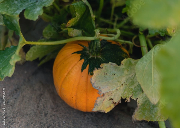 Obraz pumpkin with leaves