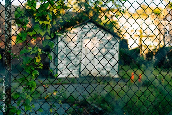 Obraz Abandoned shed viewed through chain link fence with ivy. 