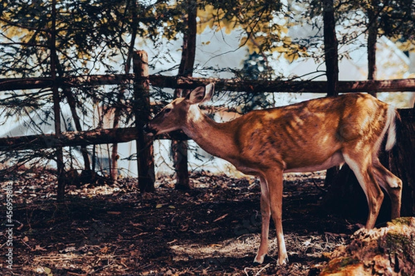 Obraz Deer in arboretum, next to border fence. 