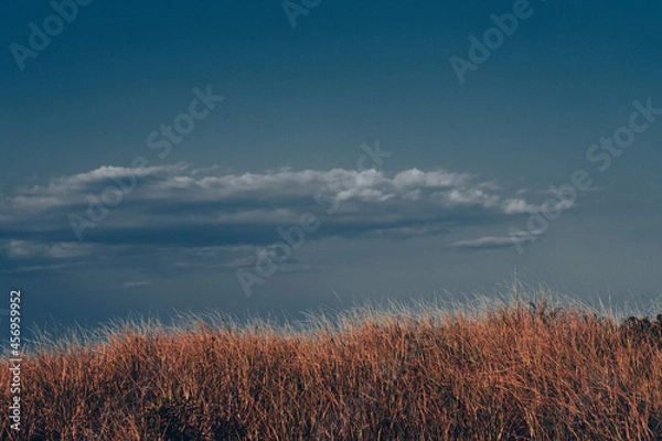 Obraz Grass and sky view at the beach, overlooking dunes. 