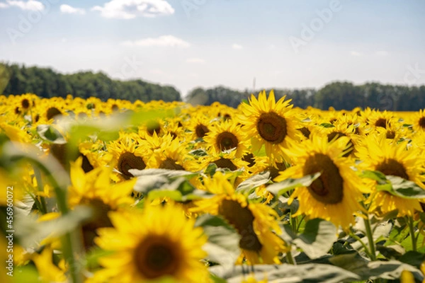 Obraz petals of a beautiful sunflower on the blue sky in the field