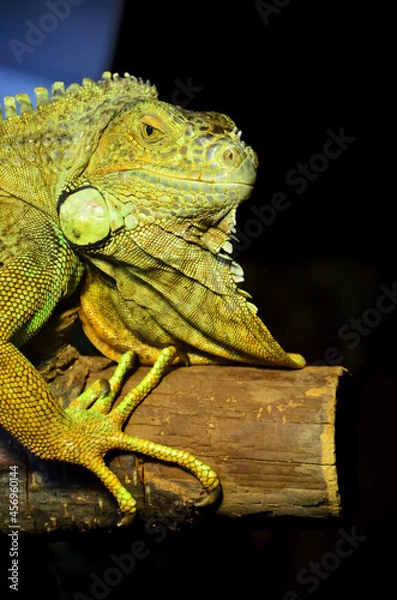 Obraz Iguane vert