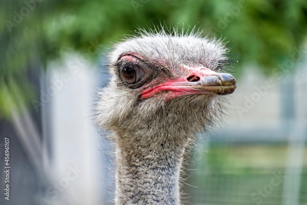 Fototapeta Ostrich head. Funny African ostrich (Struthio camelus)