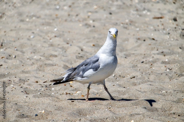 Fototapeta Sly seagull walks along the beach in search of food (Larus marinus)