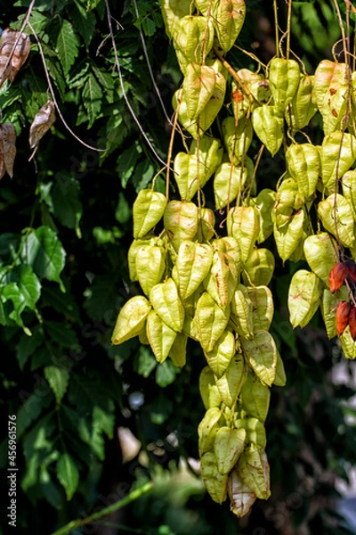 Fototapeta Fruit of the goldenrain tree (Koelreuteria paniculata)
