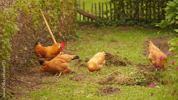 Obraz chickens in the grass