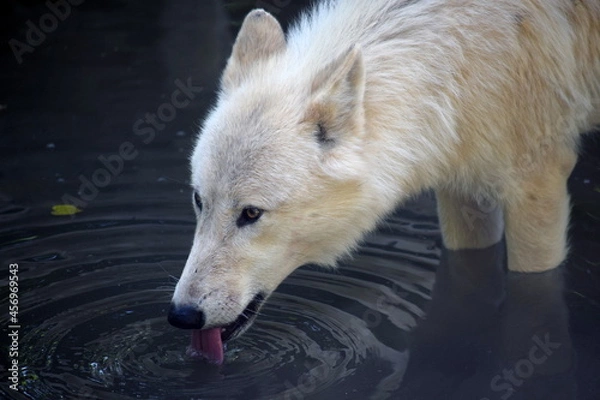 Obraz White Arctic Wolf Drinking from Lake