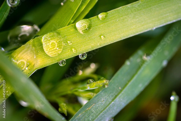 Fototapeta Krople rosy
