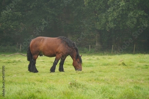 Obraz horses grazing in a meadow