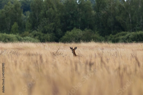 Fototapeta European Roe Deer Capreolus walks in the meadow in the tall grass, nature reserve, beautiful tall grass in the meadow, protruding head of the deer, large space