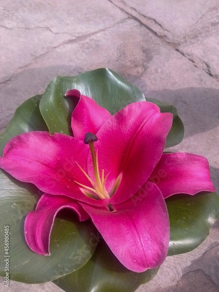 Obraz pink lily flower