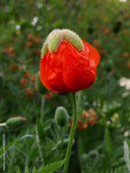Obraz Coquelicot